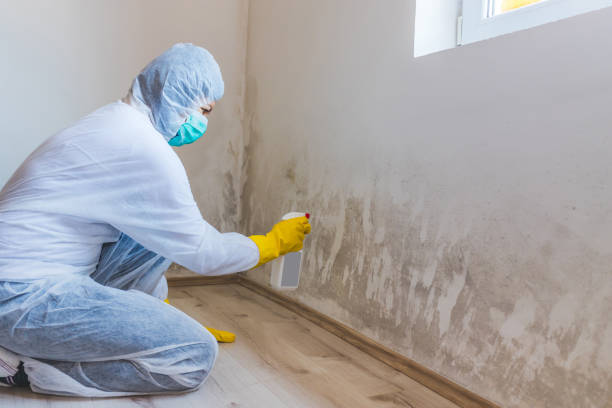 Licensed Commercial Mold Remediation service in Wellersburg, PA - WQB Mold Removal